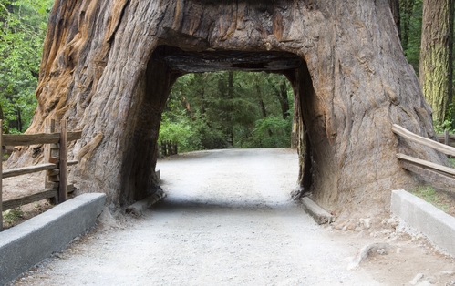 Giant Sequoia tree with a road through its base