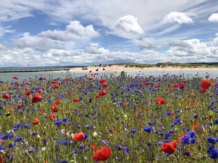 East Beach, Lossiemouth, Moray, with wildflowers foreground at the Esplanade