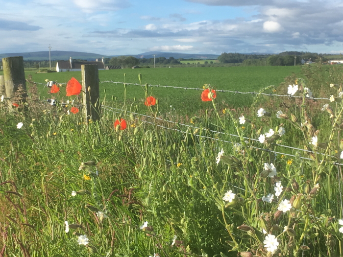 Poppies beside the cycle path between Lossiemouth and Elgin