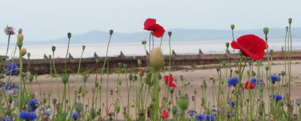 Esplanade-Wildflowers-East-Beach-Lossiemouth-Moray